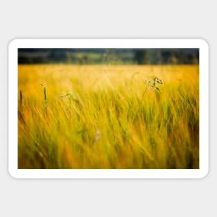 Among the fields of Barley Sticker